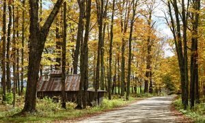 Fall House
